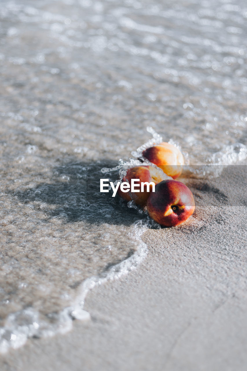 close-up of pine cone on sand