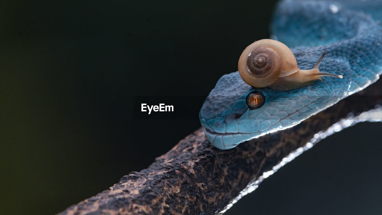 Close-up of viper snake and snail on wood