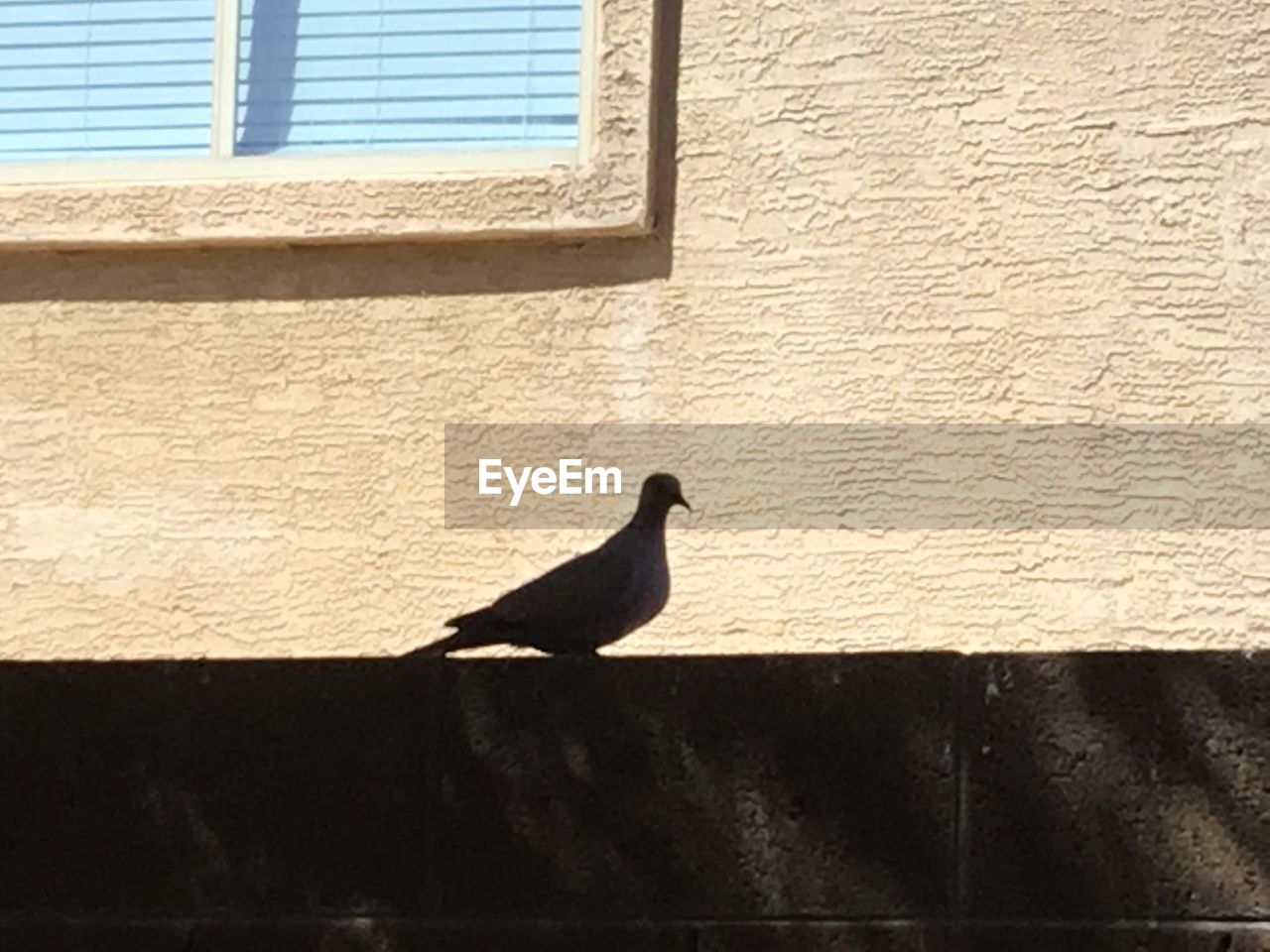 VIEW OF BIRD PERCHING ON WALL