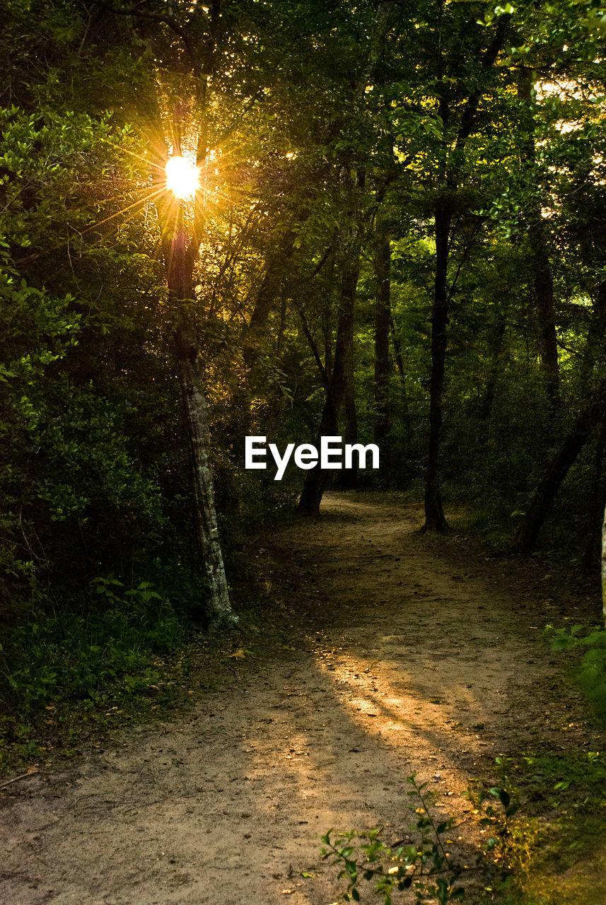 Footpath amidst trees in forest during sunny day