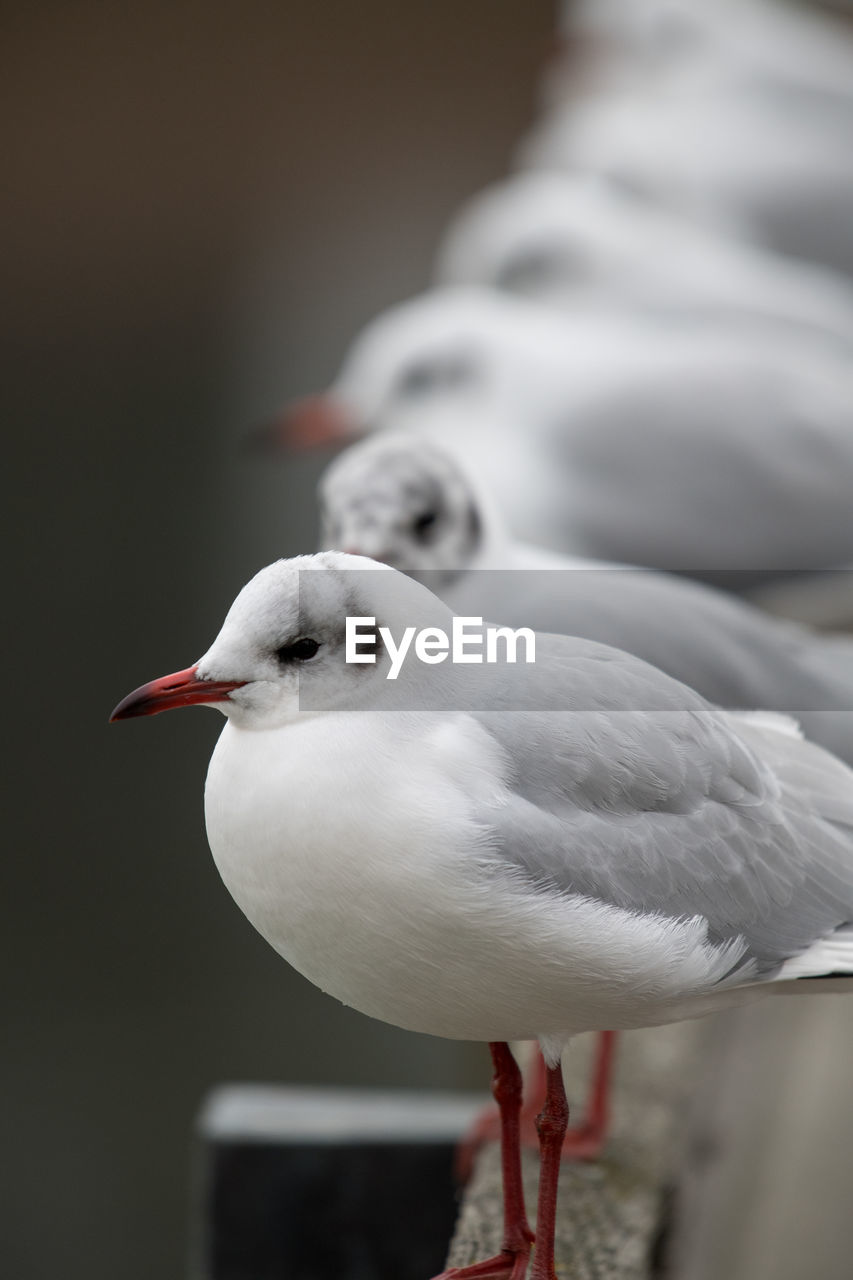 CLOSE-UP OF SEAGULL PERCHING