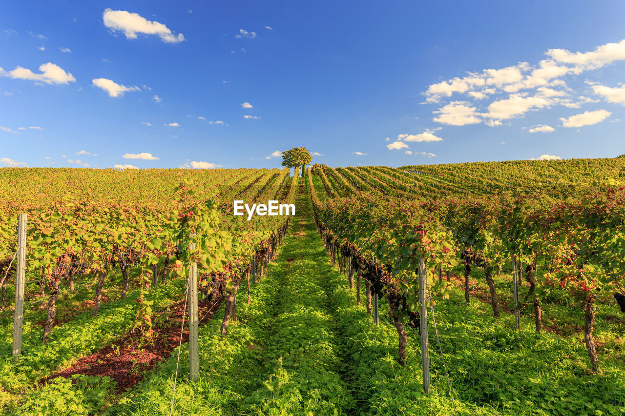 Vineyards in rheinhessen in late summer