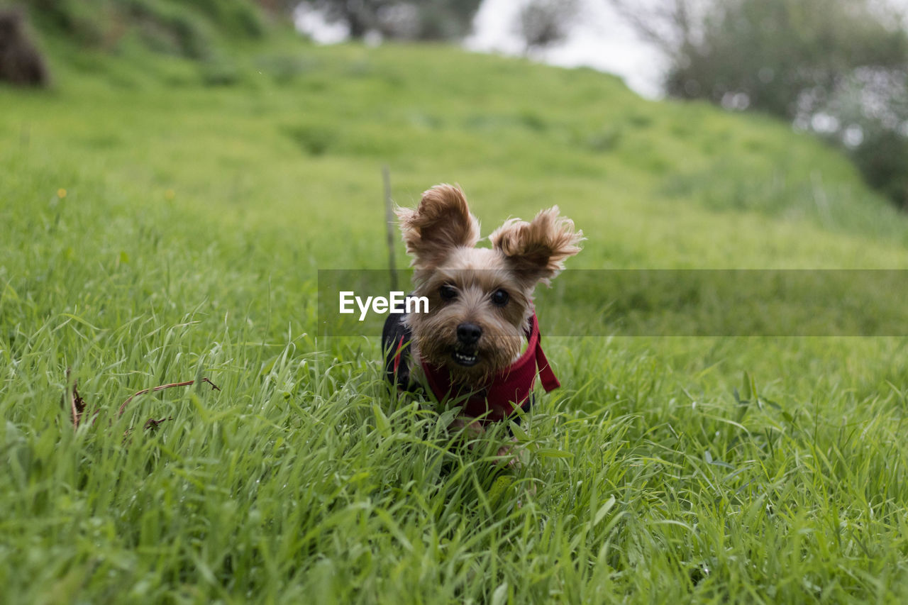 PORTRAIT OF DOG RUNNING ON GRASS IN FIELD