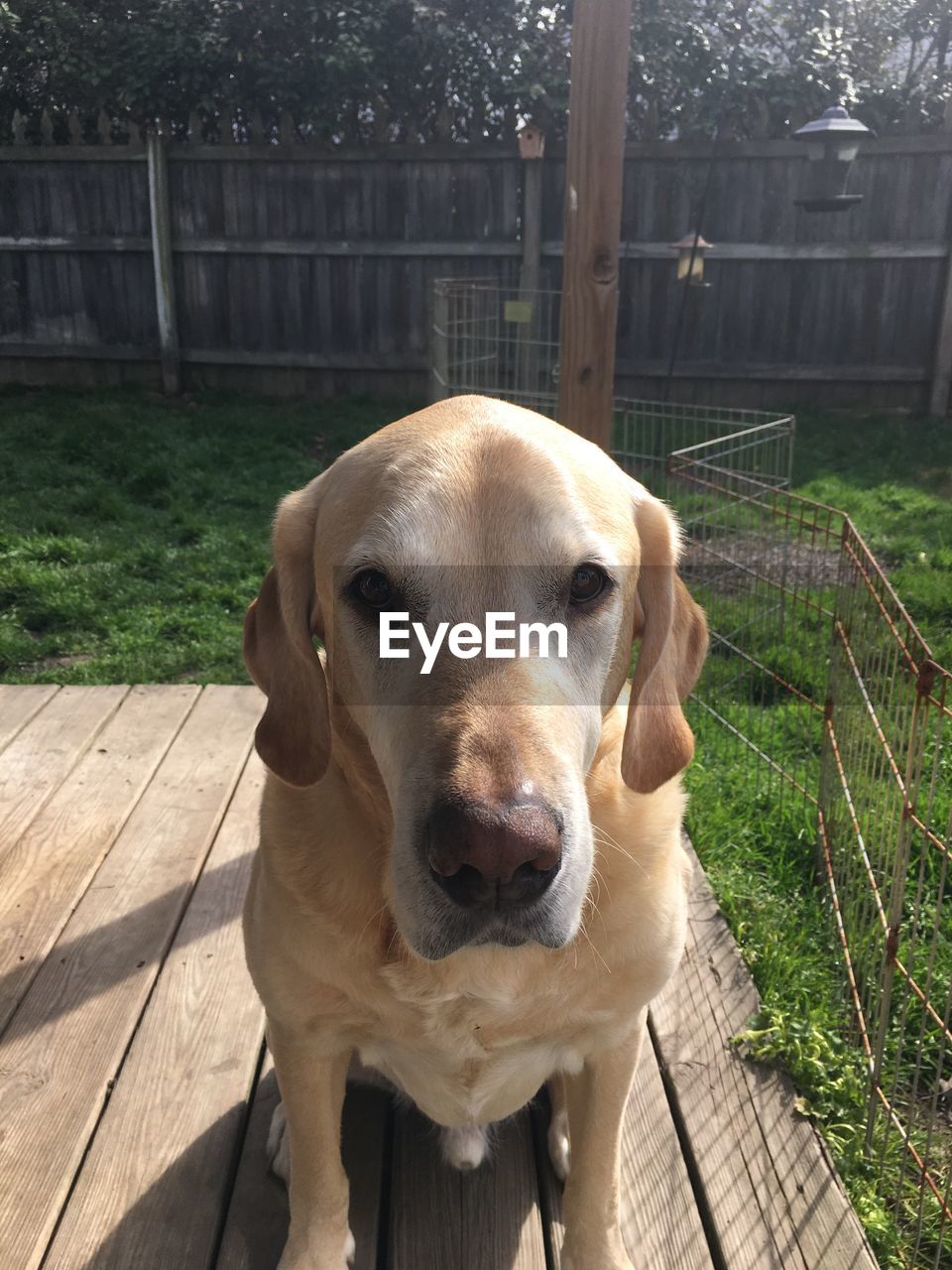 Portrait of labrador retriever sitting on boardwalk