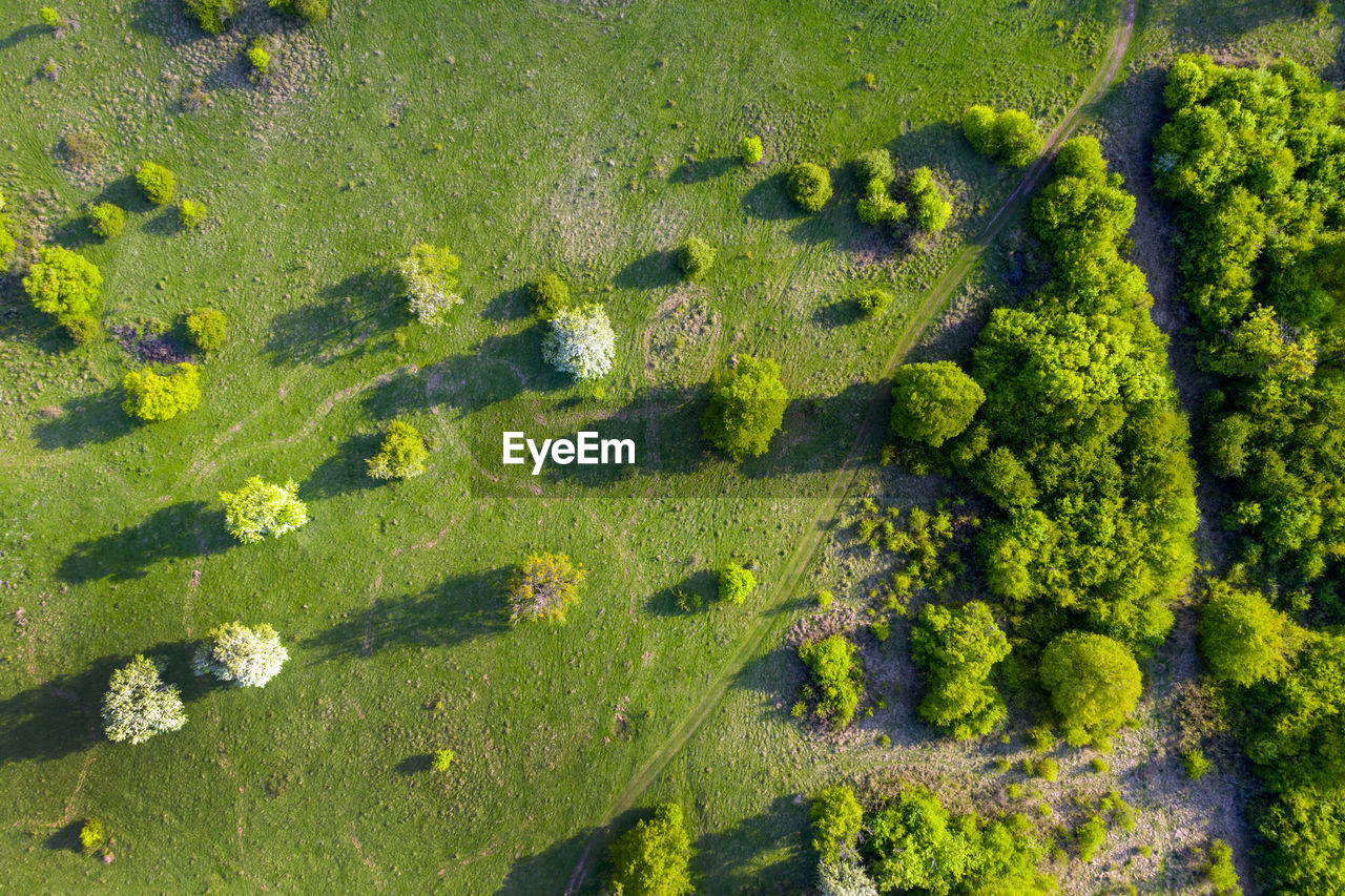 Aerial view of a green wild pasture, countryside range in the spring