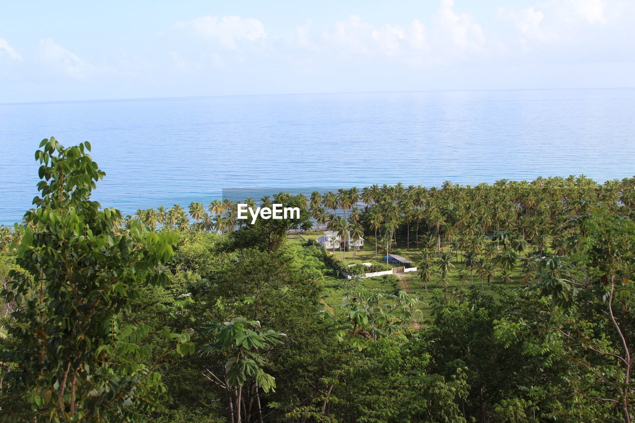 SCENIC VIEW OF SEA WITH TREES IN BACKGROUND