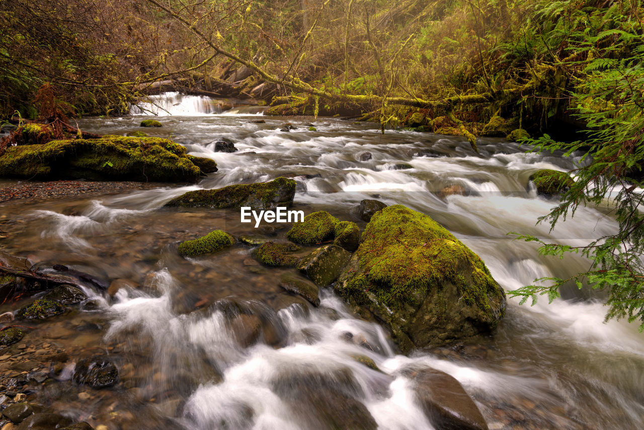 SCENIC VIEW OF STREAM FLOWING IN FOREST