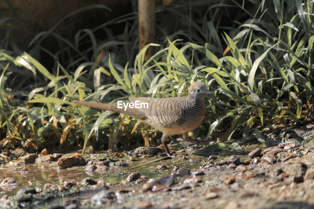 Side view of a bird on field