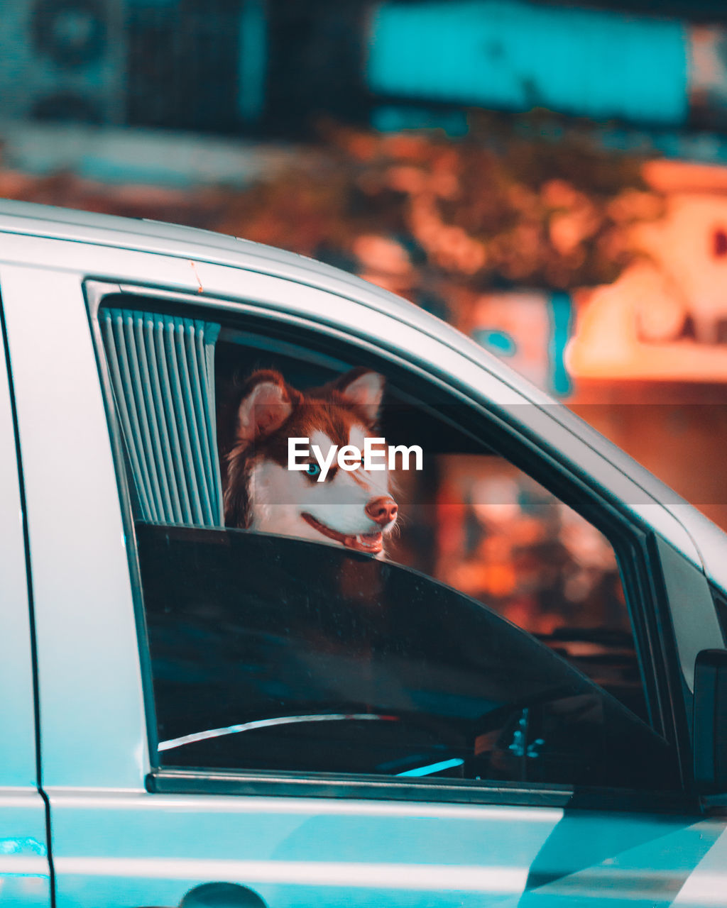 Portrait of the dog looking through window