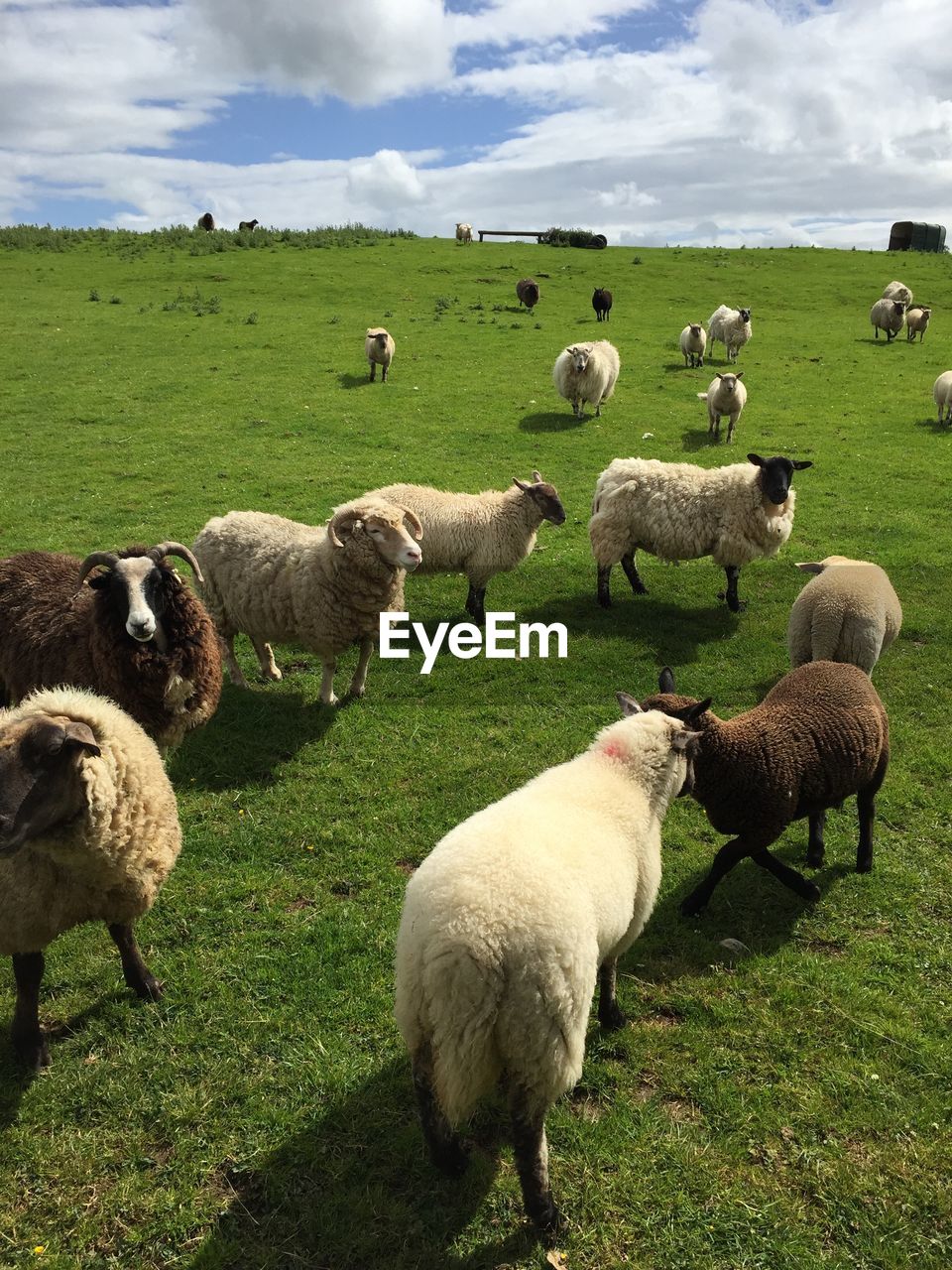 Sheep on green field