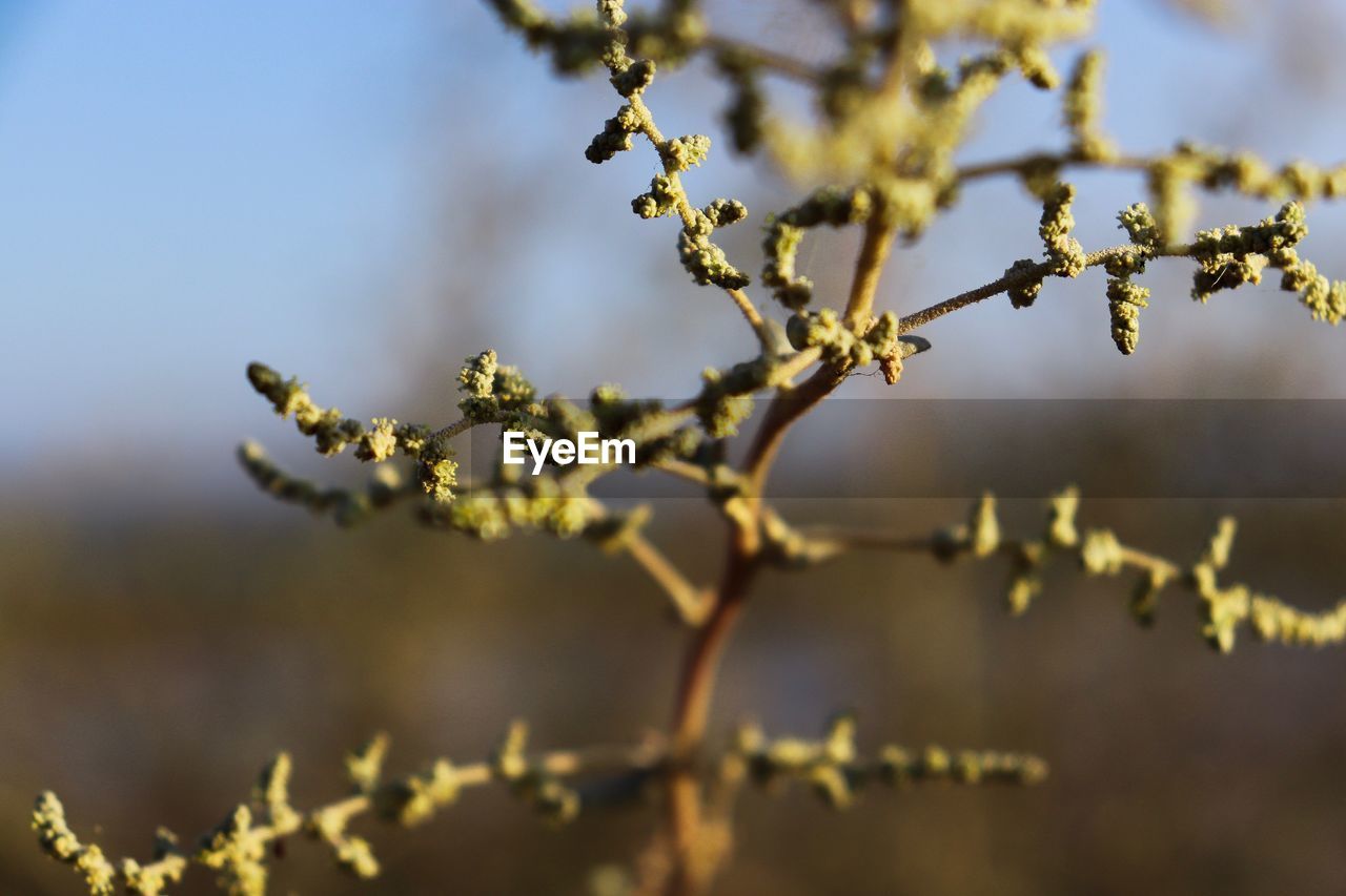 Close-up of flowering plant against blurred background