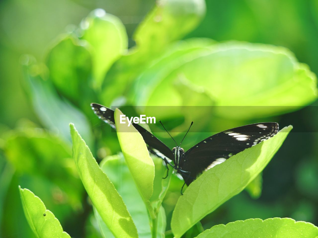 CLOSE-UP OF BUTTERFLY ON PLANT