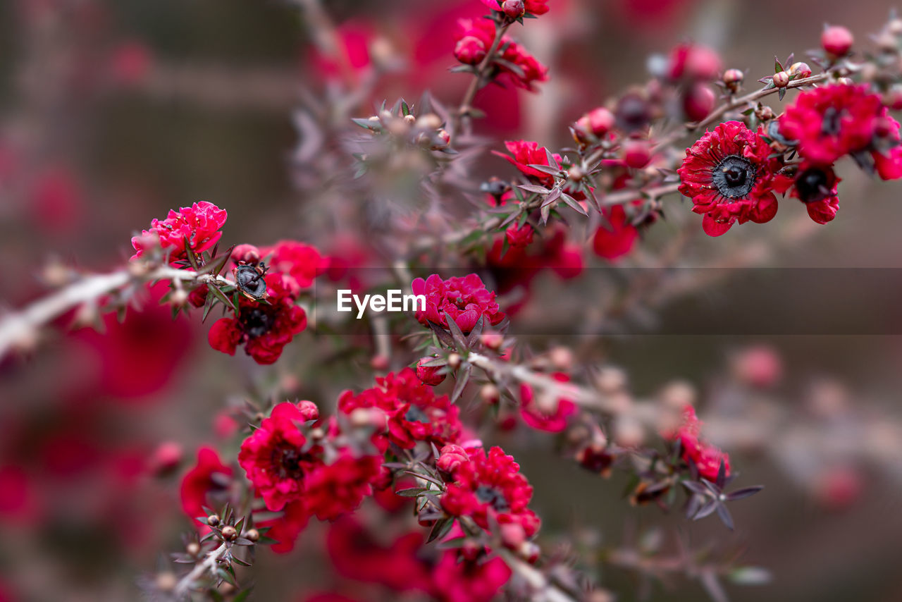 CLOSE-UP OF RED FLOWERING PLANTS