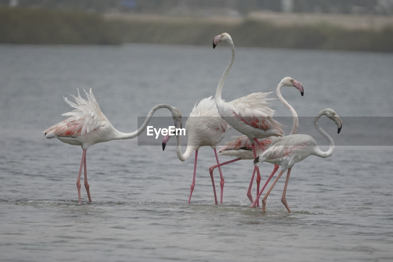 BIRDS ON BEACH