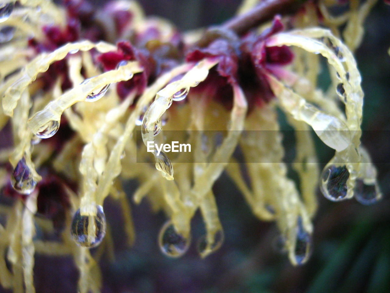 CLOSE-UP OF PLANT AGAINST BLURRED BACKGROUND