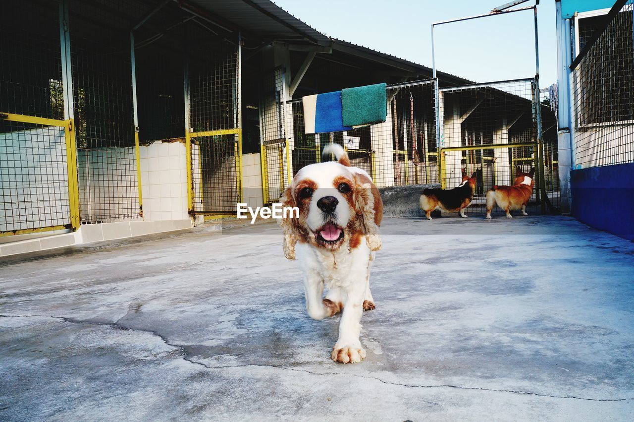 PORTRAIT OF DOG AT ZOO