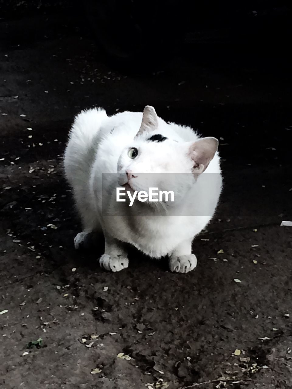 White cat on road