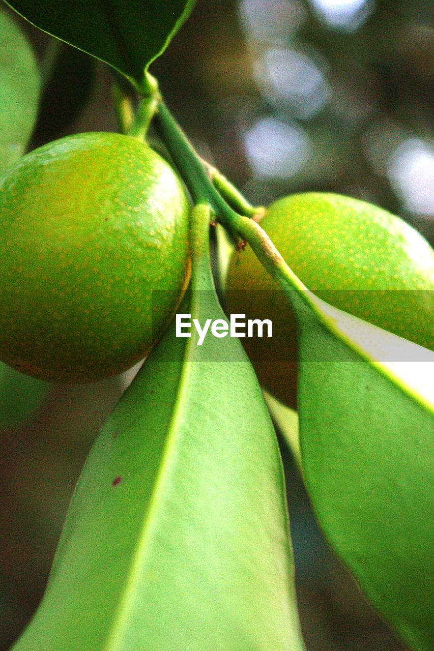 CLOSE-UP OF LEAVES ON GREEN LEAF