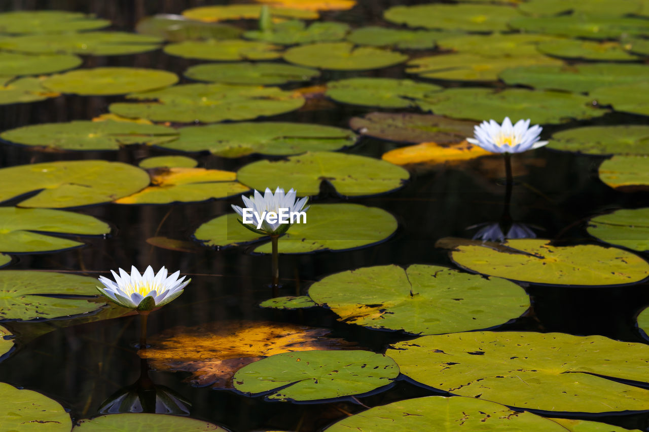 WATER LILIES IN POND