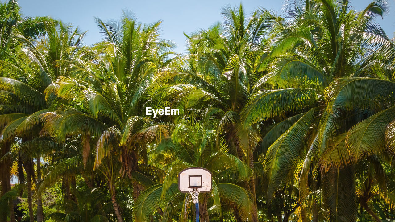 Basketball hoop under palm trees in hot climate 