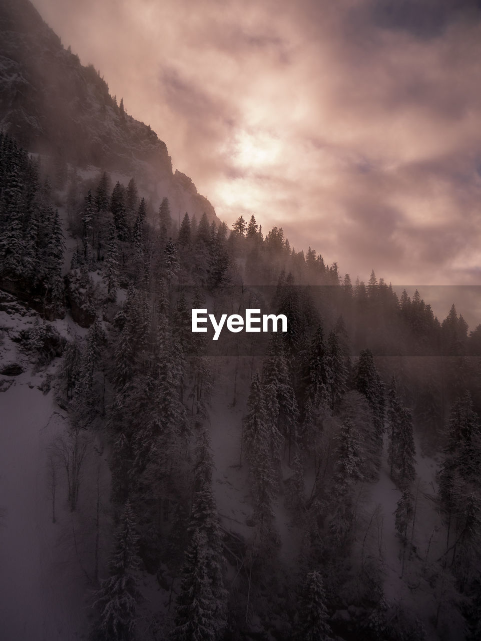 Trees in forest against sky during winter