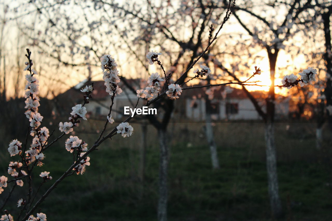 Close-up of cherry blossom against sky during sunset