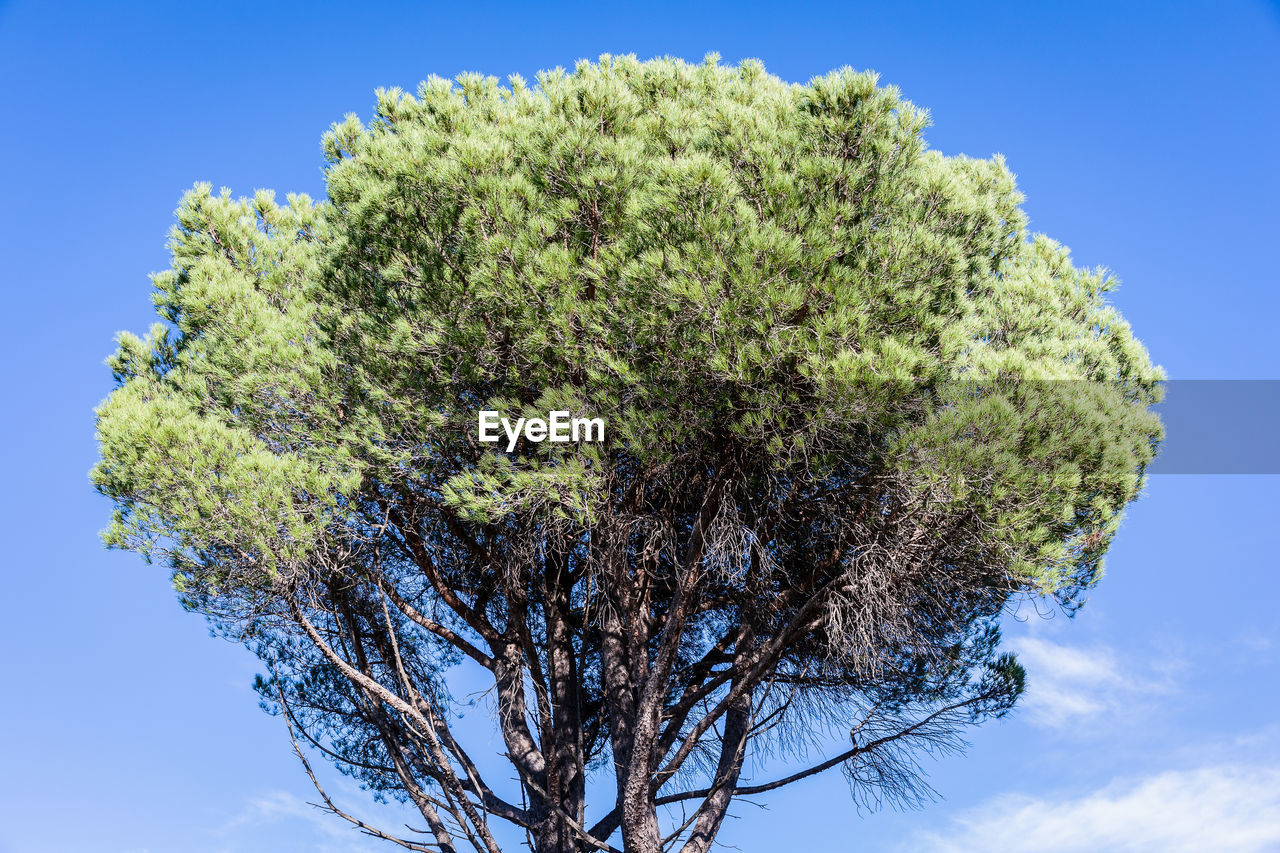 tree, sky, plant, blue, nature, branch, no people, flower, clear sky, growth, leaf, low angle view, outdoors, green, beauty in nature, cloud, single tree, environment, sunlight, day