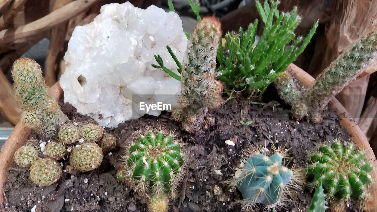 High angle view of potted cactuses with crystal