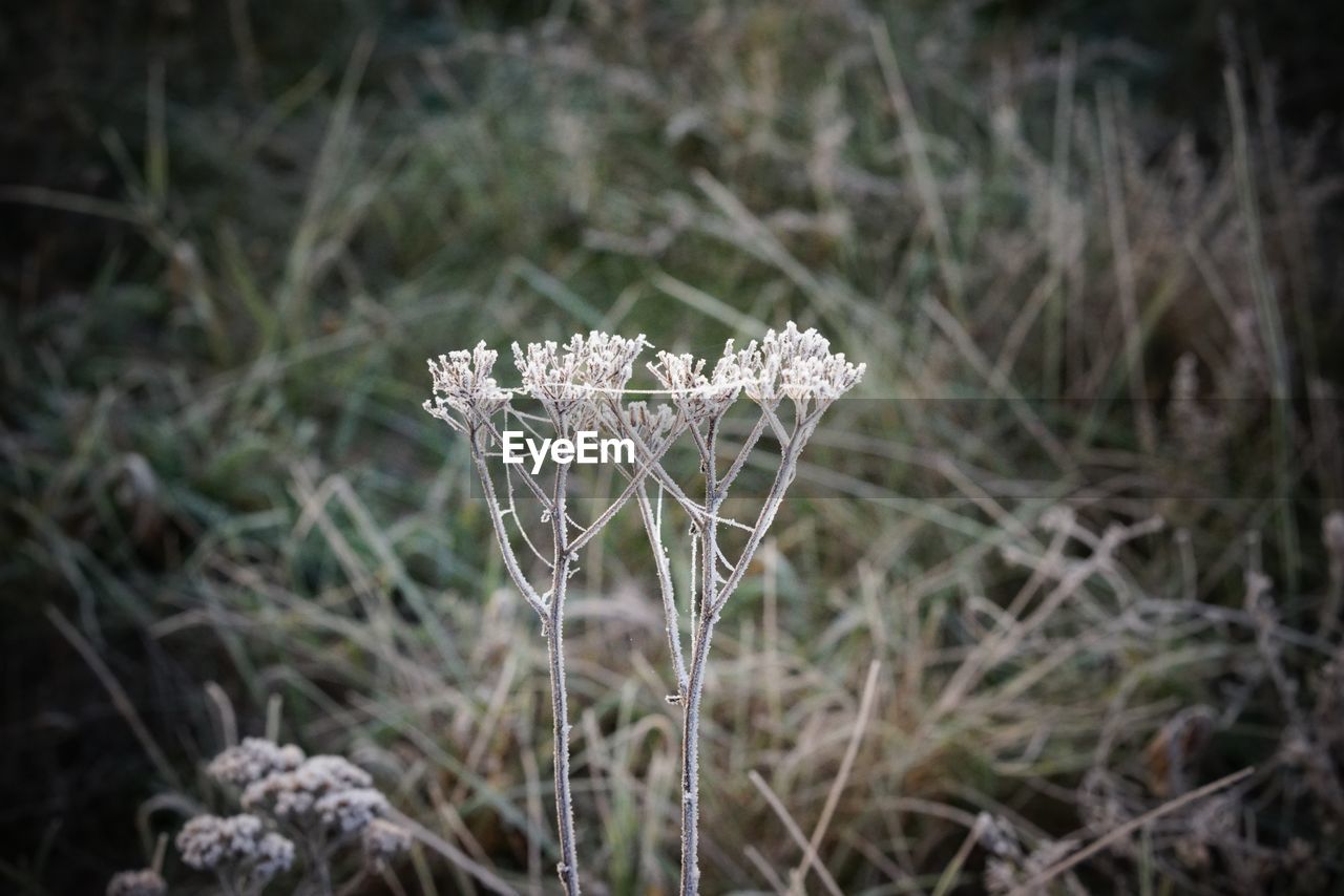 Close-up of frozen plant on field