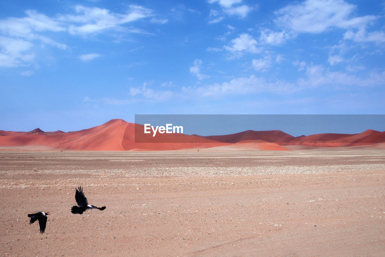 VIEW OF A DESERT ON THE BEACH