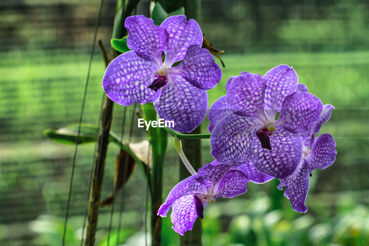 CLOSE-UP OF PURPLE ORCHID
