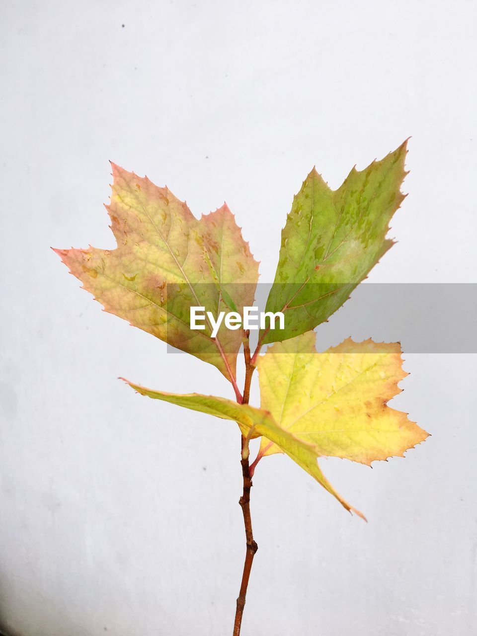 Close-up of maple leaf on white background