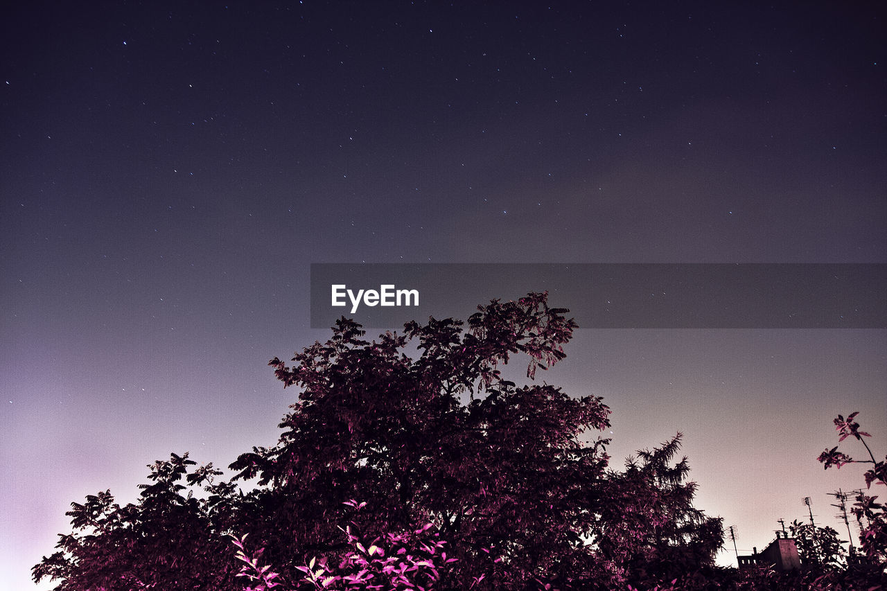 Low angle view of illuminated tree against sky at dusk