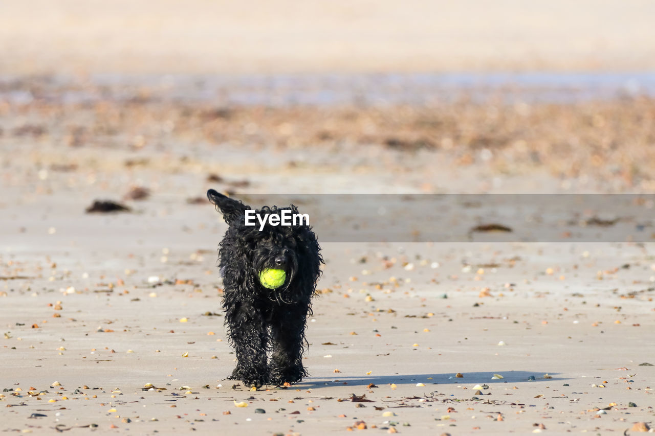 BLACK DOG ON A BALL