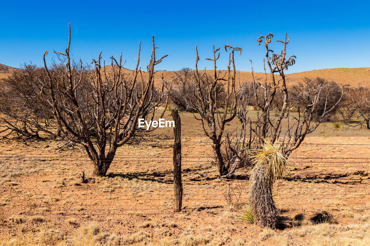 Desert cactus and barbed wire fence