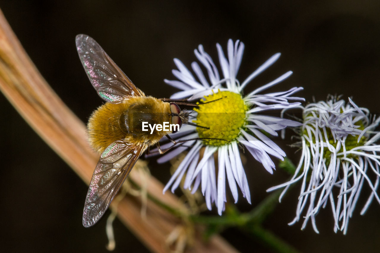 CLOSE-UP OF BEE POLLINATING ON FLOWER