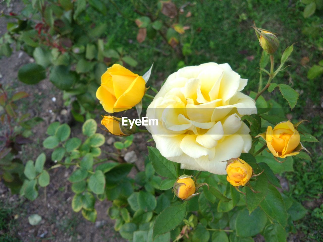 CLOSE-UP OF YELLOW FLOWERS