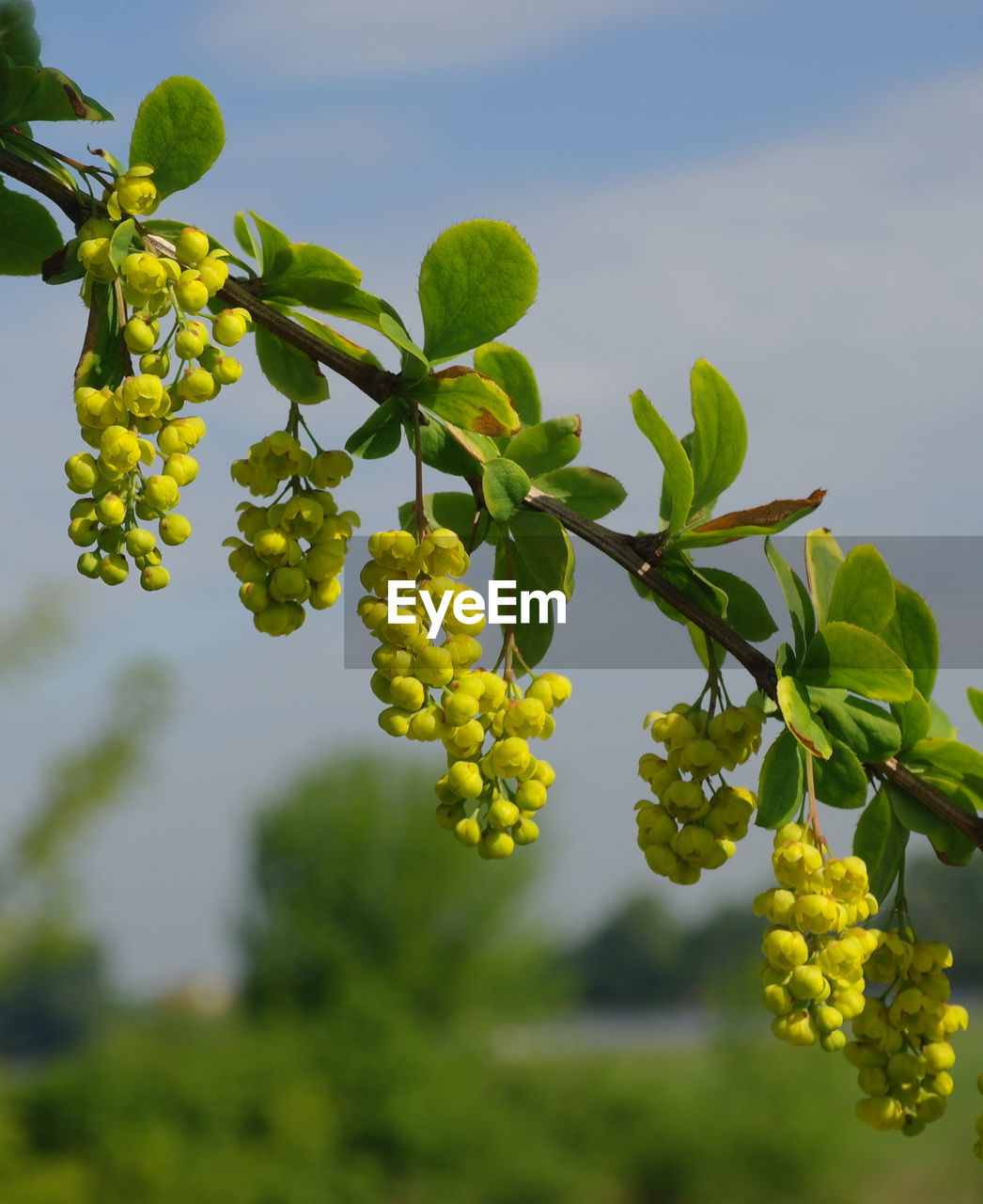 CLOSE-UP OF FRUITS GROWING ON TREE