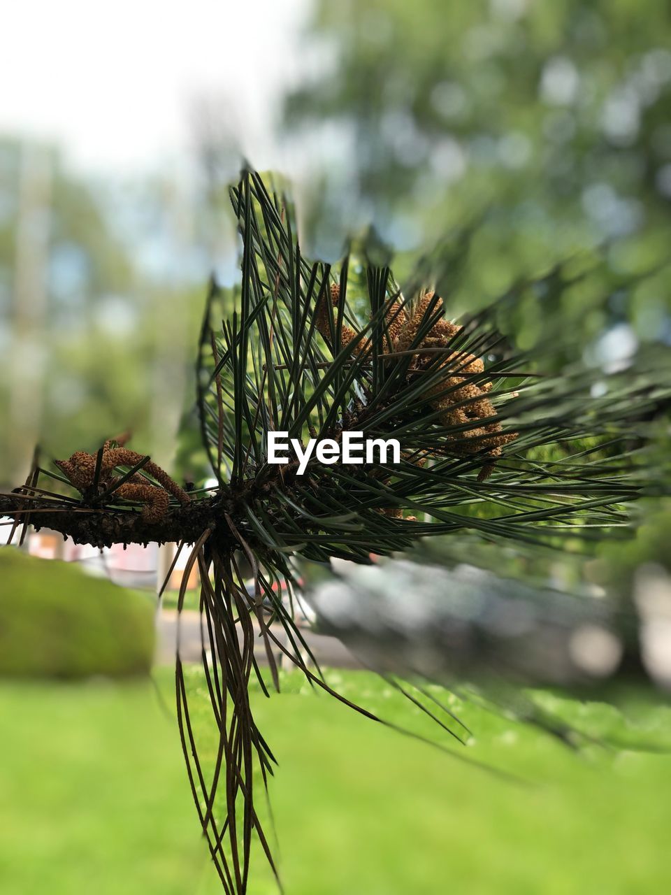 CLOSE-UP OF PINE CONE ON TREE