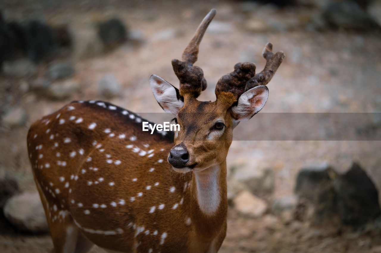 animal, animal themes, animal wildlife, wildlife, mammal, one animal, deer, no people, nature, close-up, portrait, day, outdoors, spotted, focus on foreground, impala, brown, horned, domestic animals