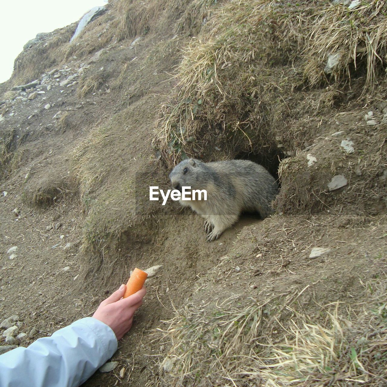 Man feeding beaver with carrot