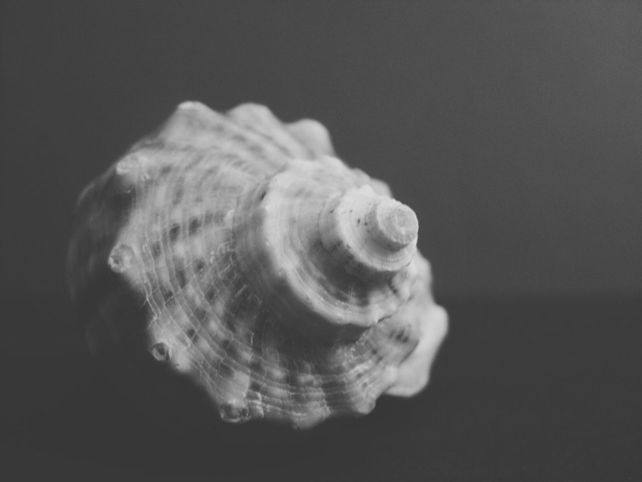 Detail shot of shell against blurred background