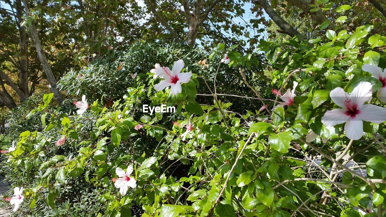 CLOSE-UP OF FRESH WHITE FLOWERING PLANTS AGAINST TREES