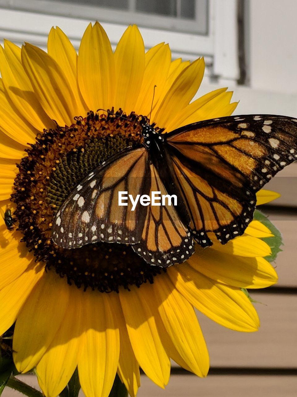 CLOSE-UP OF YELLOW BUTTERFLY ON SUNFLOWER