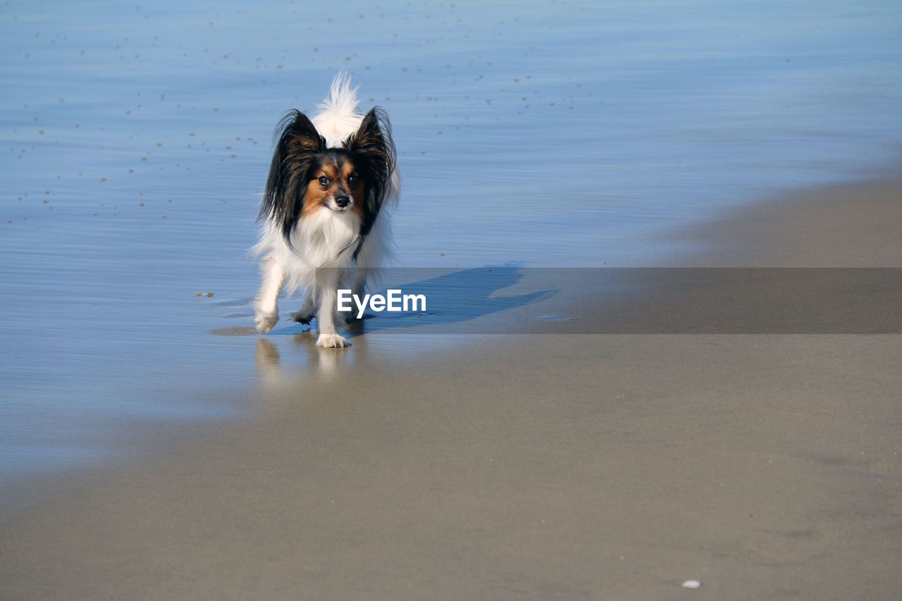 DOG RUNNING ON A BEACH