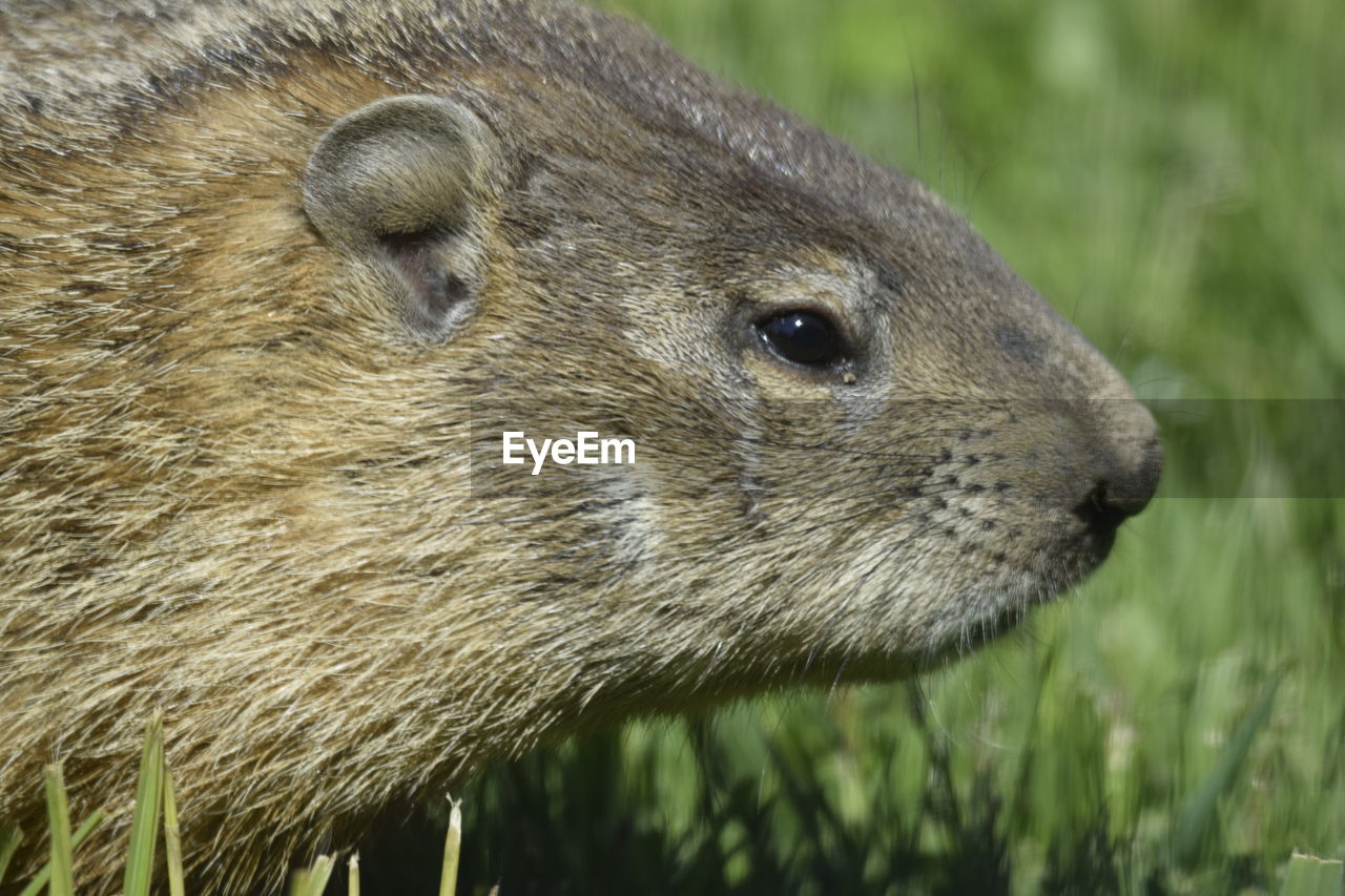 CLOSE-UP OF A RABBIT