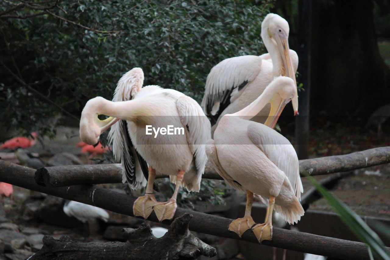 Pelicans perching on railing in zoo