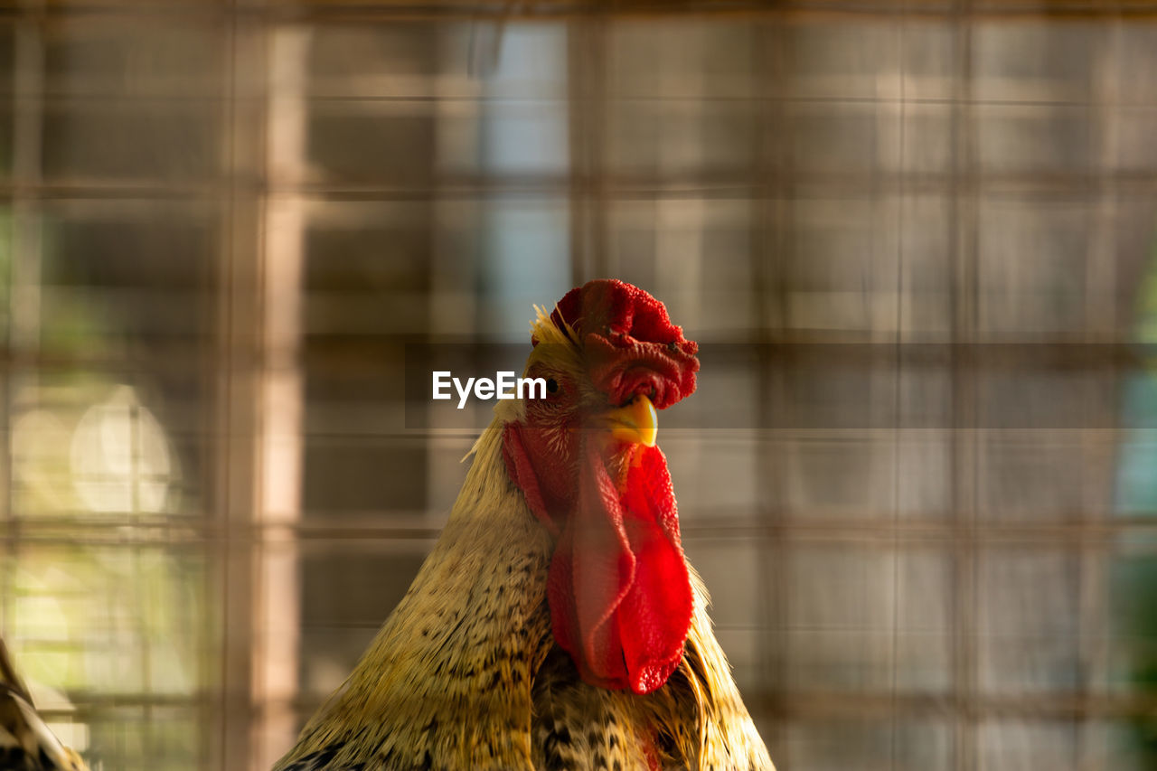 Close-up of a rooster in a garden coop