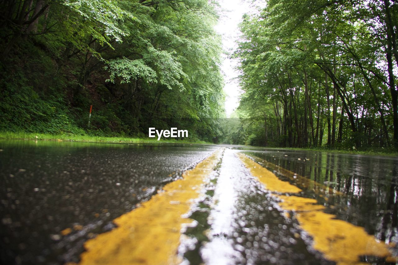 SURFACE LEVEL OF ROAD ALONG TREES