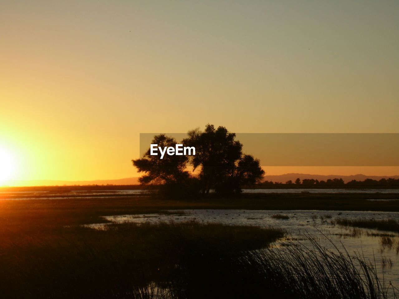 Trees on field against sunset sky